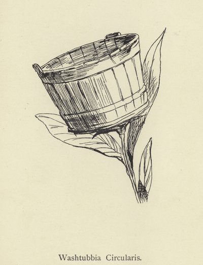 Washtubbia Circularis de Edward Lear